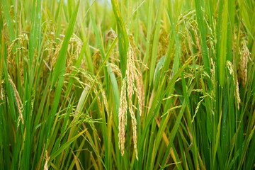 ripe rice fields in harvest season