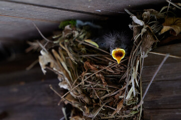 Bird nest baby chick open mouth begging feeding hungry wildlife nature nest twigs branches family parenting behavior closeup yellow beak