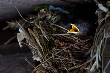 Bird nest baby chick open mouth begging feeding hungry wildlife nature nest twigs branches family parenting behavior closeup yellow beak