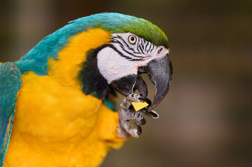 Blue yellow macaw parrot eating nut closeup portrait side view colorful tropical bird wildlife nature zoo captivity feeding behavior