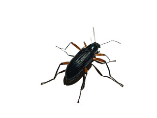 black beetle isolated on white background