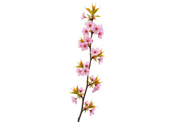 Isolated flowering plum branch, blossoms and leaves, ornamental springtime tree twig