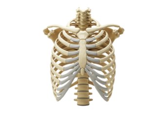 Isolated Chest Bones Structure Anatomy Illustration in 3D, Body Skeleton Ribcage Spine
