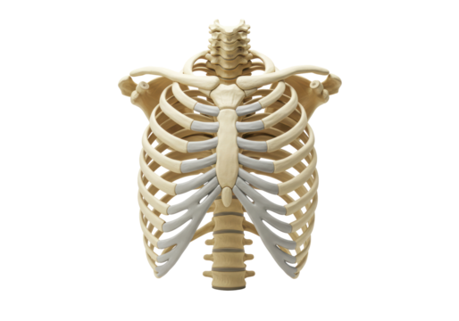 Isolated Chest Bones Structure Anatomy Illustration in 3D, Body Skeleton Ribcage Spine