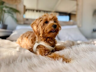 Adorable Dog Relaxing on Bed with Soft Winter Blanket – Home Comfort Concept.