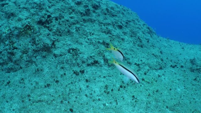 lessepsian mullets are chasing each other underwater Mullus barbatus
