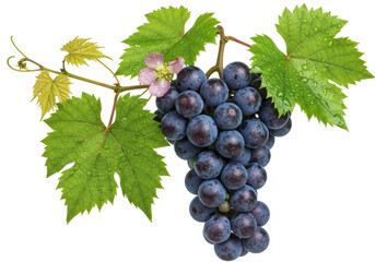 Obraz premium Isolated bunch of dark blue grapes on vine with green leaves, just after flowering, plant health