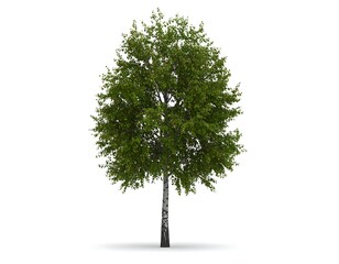 Rendered illustration of a deciduous tree with green foliage, isolated