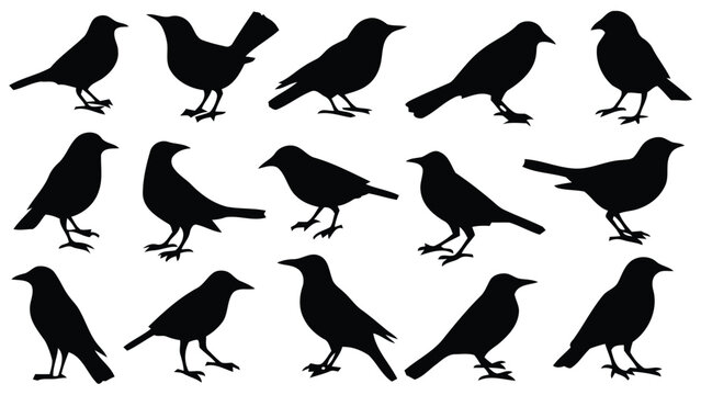 Vector silhouette collection of various bird poses scalable illustration for diverse design applications eps silhouette vector illustration white background