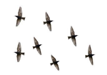 Isolated Flock of Starlings in Flight, Murmuration Phenomenon, European Common Birds