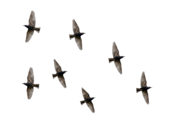 Isolated Flock of Starlings in Flight, Murmuration Phenomenon, European Common Birds