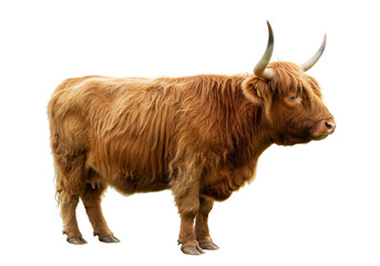 Isolated Highland cow with long shaggy hair and horns, full body view, on neutral surface