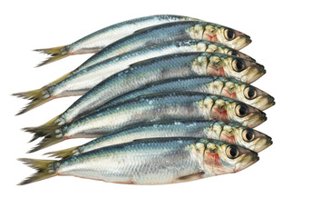 Isolated shiny fresh sardines ready for cooking, a heap of preserved sea food, nutrition