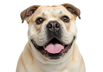 Isolated happy dog portrait with a big smile looking at camera in a studio setting
