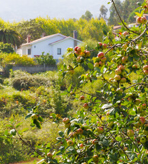 Apples for cider production in Asturias.