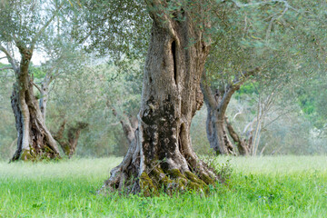 Ancient olive trees stand tall in green field
