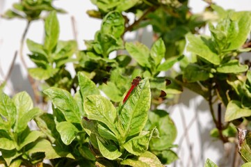羽の端が茶色い、体が赤いとんぼが1匹植木にとまっている