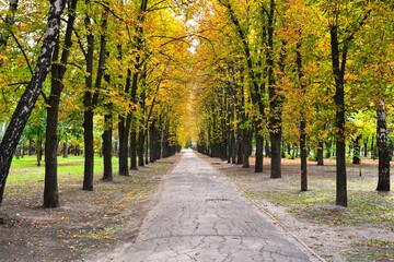 Autumn park alley with rows of trees covered in yellow and green leaves. An empty path stretches into the distance, evoking calm and solitude in nature.