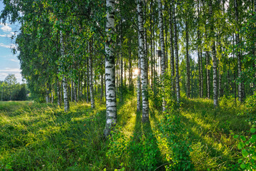 Obraz premium Bright Nordic birch forest in summer sunlight. Long shadows, lush greenery, and vibrant fresh leaves create an inviting, peaceful atmosphere in pristine nature.