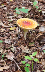Orange fly agaric with wide flat cap lying in dry autumn leaves. Close-up of toxic amanita muscaria mushroom on forest floor. Seasonal fall background for mycology, botany, ecology and design projects
