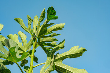 Close-up view of fresh fig tree leaves against blue sky. The vibrant green foliage with detailed veins highlights texture of the plant. symbolizing growth and the essence of summer.