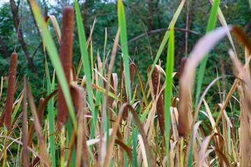 Slender brown cattail (bulrush) seed heads emerge among long green and yellowing leaves, forming a...