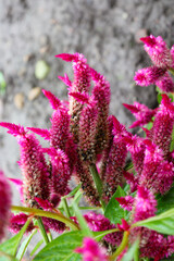 Obraz premium These are vibrant blooms of Celosia (Cockscomb or Woolflower) in a saturated fuchsia or crimson color. Their velvety texture and feathery shape give the garden an exotic look, drawing the eye against 