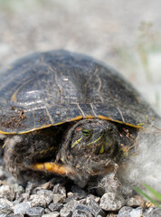 A turtle peeks out from fluffy white fibers