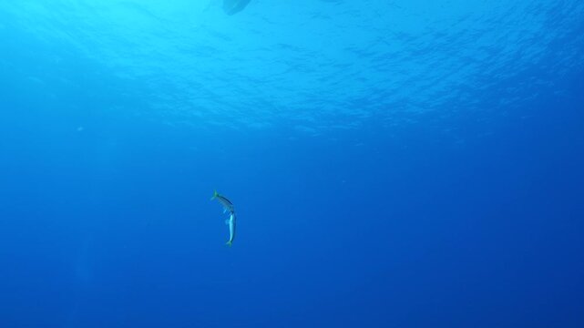 lessepsian mullets are chasing each other underwater Mullus barbatus