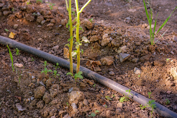 Low-angle shot of a garden or field shows a black drip irrigation hose lying on the rough. Bright green plant seedling. Modern agricultural or gardening techniques. Selective focus.