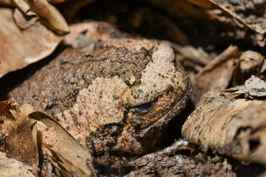 A frog is hibernating  beneath a layer of dry leaves . A toad rests in slumber beneath the fallen leaves . A Frog  is  sleeping beneath the leaves in the forest 