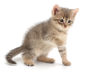 Fototapeta premium Playful kitten isolated on white background close up