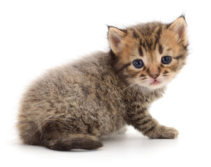 Cute tabby kitten isolated on white background