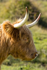 Highland cow or Highlander in a nature setting at the dunes of the Netherlands