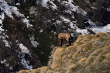 Alpine chamois beautiful encounter from distance in the Alps mountain with snow 