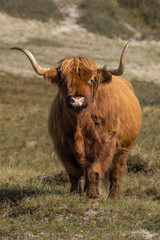 Highland cow or Highlander in a nature setting at the dunes of the Netherlands
