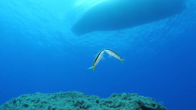 lessepsian mullets are chasing each other underwater Mullus barbatus