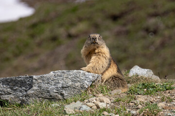 Big marmot surprised by the camera. The Marmot is one of the most familiar species of the mountain wildlife and an essential component of the high-mountain grassland ecosystem