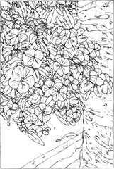 coloring book, Detailed black-and-white line drawing of a flowering tree branch with clusters of five-petal blossoms and elongated leaves
