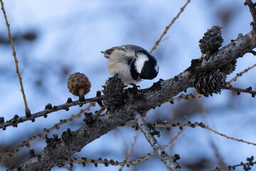 Coal tit cute close up in mountain forest eating a pine cone during winter 
