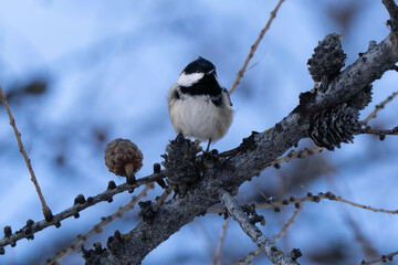 Coal tit cute close up in mountain forest eating a pine cone during winter 