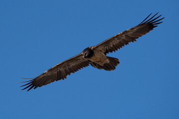 Fototapeta premium Bearded vulture 3rd year youth flying in the blue sky in European Alps 