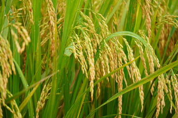 ripe rice fields in harvest season