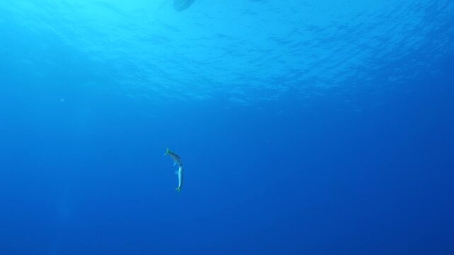 lessepsian mullets are chasing each other underwater Mullus barbatus