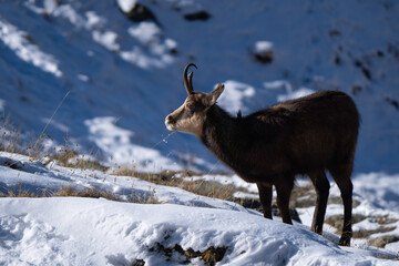 Alpine chamois grazing in the snow during cold winter in Alps mountain at sunrise with broken horn