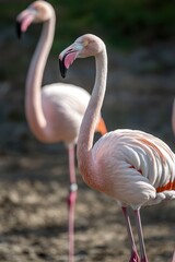 Flamingos in action at a serene wetland animal photography natural habitat close-up view avian beauty