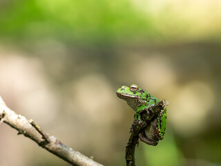 池の木の枝に掴まるモリアオガエル②