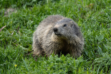 Big marmot in the grass. The Marmot is one of the most familiar species of the mountain wildlife and an essential component of the high-mountain grassland ecosystem