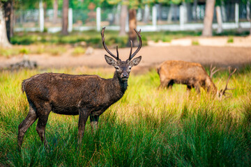A deer lies in the forest in the green grass