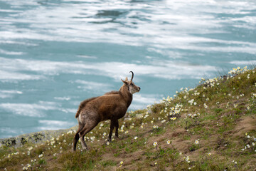 Alpine chamois on a hill with white flowers in Alps mountain during spring season, with iced lake visible in background 